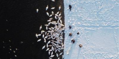 Птицы счастья. Лебеди зимуют на водоеме возле Хмельницкой АЭС — фоторепортаж