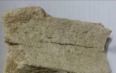 Жил миллионы лет назад: под Одессой нашли останки неизвестного огромного зверя – фото