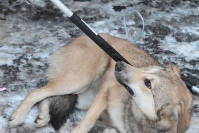 Ивановская область: бездомных псов будут ловить благотворители