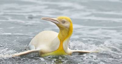 Желтый, как банан: на острове Южная Георгия сняли пингвина с уникальной мутацией