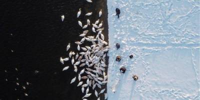 Птицы счастья. Лебеди зимуют на водоеме возле Хмельницкой АЭС фоторепортаж