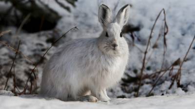 Сильные снегопады осложнили жизнь животных в лесах Москвы