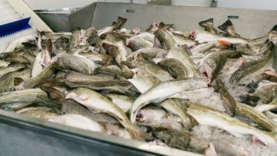 Российский бизнес вынужден искать новых покупателей рыбы из-за ограничений со стороны Китая