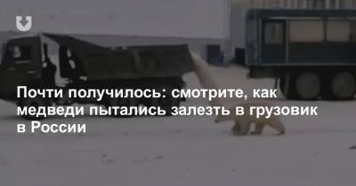 Почти получилось: смотрите, как медведи пытались залезть в грузовик в России