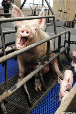 К фермерам под Сыктывкаром отчуждать свиней пришли «ряженые»