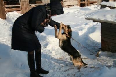 В Ярославской области нашли хозяина собаке, которая утепляла свою будку сеном
