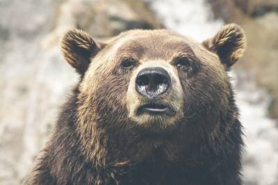 На Аляске затаившийся медведь укусил севшую в туалете женщину