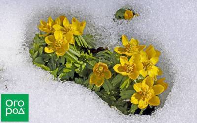 Весна раньше всех: 5 первоцветов, которые не боятся снега и заморозков