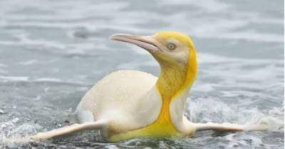 Желтый пингвин впервые в истории попал в объектив фотокамеры