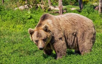 На Аляске медведь напал на женщину в туалете и мира