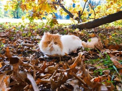 Кошки с приплюснутыми мордами всегда ходят с "гримасой боли" - ecosever.ru
