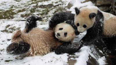 Видео: Маленькие панды катаются с о снежной горки в зоопарке