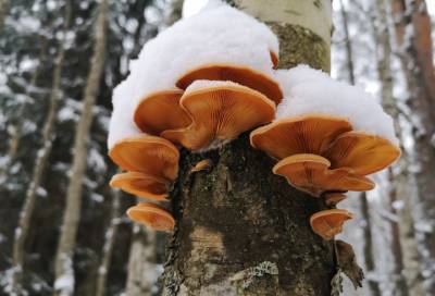 Биолог нашёл яркий осенний гриб в зимнем лесу Ленобласти
