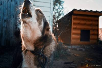 В Улан-Удэ домашняя собака искусала 80-летнюю хозяйку