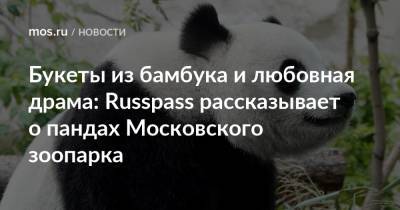 Букеты из бамбука и любовная драма: Russpass рассказывает о пандах Московского зоопарка