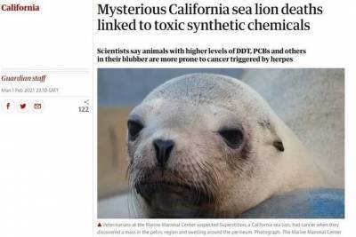 Ученые раскрыли причины загадочных смертей морских львов – виноваты отходы