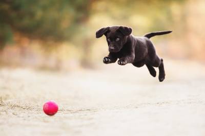 Игры со щенком: как развлекаться весело и без травм