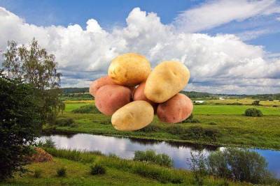 Лучшие сорта картофеля для Средней полосы и Подмосковья: топ-28, их описания, характеристики и фото