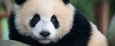 Короткий ролик Russpass рассказал, как в 1966 году встретились панды Чи-Чи и Ань-Ань