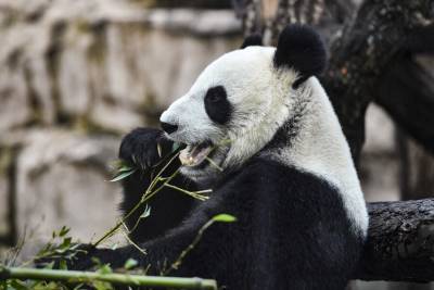 Сервис Russpass рассказал о жизни панд в Московском зоопарке