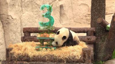 Описание жизни панд Московского зоопарка появилось в Сети
