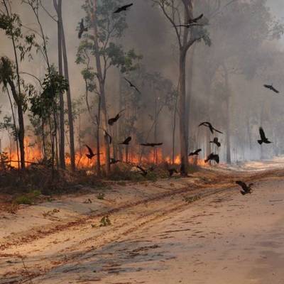 Крупный лесной пожар на западе Австралии