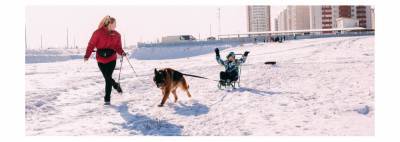 «На Аляске с хаски!»: как в Гомеле катали малышей на собачьих упряжках