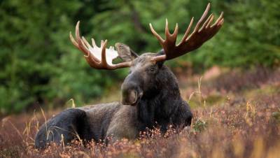 В Тверской области браконьер ответит за незаконный отстрел лося