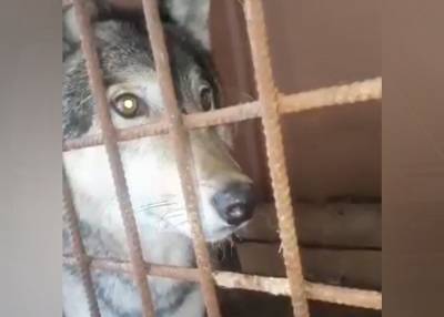 Обнаруженного в Подмосковье волка вакцинировали от бешенства и поставили на карантин
