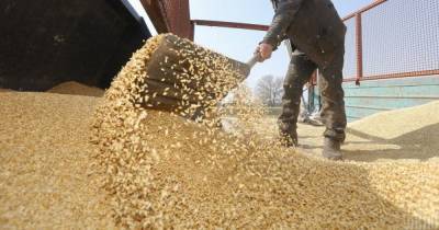 Украина более чем на 20% снизила экспорт зерновых