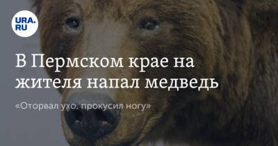 В Пермском крае на жителя напал медведь. «Оторвал ухо, прокусил ногу»
