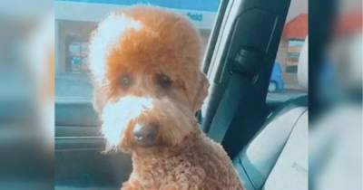 Собака обиделась на хозяйку и объявила бойкот из-за неудачной стрижки – видео повеселило сеть