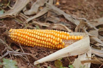 Еврокомиссия одобрила пять сортов ГМ-кукурузы и сои