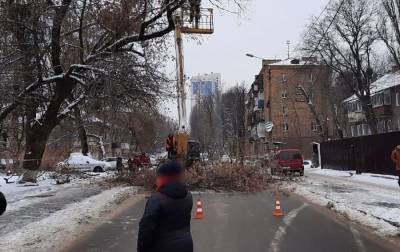 В Киеве перекрыли движение на одной из улиц из-за падения дерева: как объехать