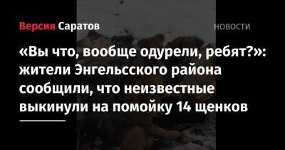 «Вы что, вообще одурели, ребят?»: жители Энгельсского района сообщили, что неизвестные выкинули на помойку 14 щенков
