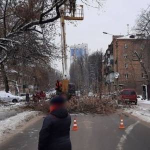 Из-за упавшего дерева в Киеве перекрыто движение на одной из улиц