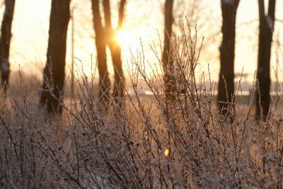 В январе солнце в Петербурге светило почти 10 часов