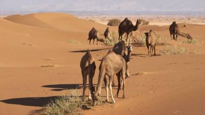 Названа причина превращения Сахары в крупнейшую пустыню Земли