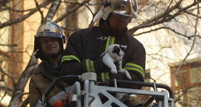 Пожарные потушили макет поезда и спасли трех котов