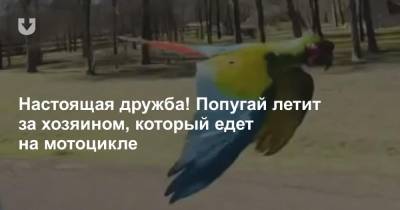 Настоящая дружба! Попугай летит за хозяином, который едет на мотоцикле - news.tut.by