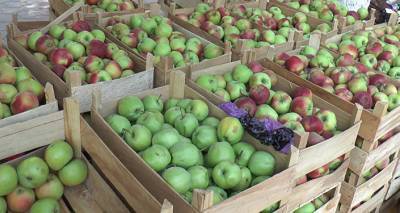 Экспорт грузинских яблок вырос в 13 раз – почти все вывезено в Россию