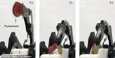 Биоэлектронный робот использует в качестве манипуляторов Венерины мухоловки
