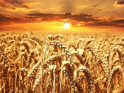 Фиолетовую пшеницу для борьбы с болезнями Паркинсона и Альцгеймера создали в Сибири