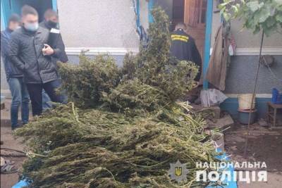 На Буковине полиция изъяла на два миллиона конопли