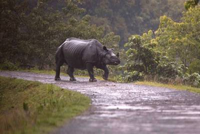 Разъяренный носорог убил егеря