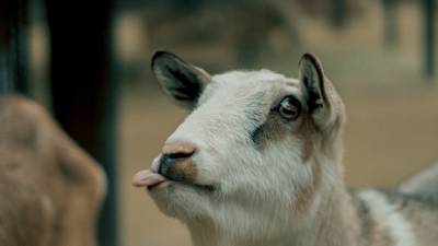 Россельхознадзор запретил ввоз птицы из Сенегала и Кувейта, из Бутана – овец и коз