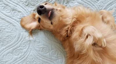 Хозяева запечатлели спящих собак, но это превратилось в уморительный челлендж (Фото)