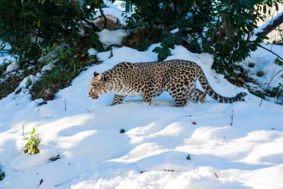 В Северной Осетии заметили пропавшего осенью леопарда Баксана