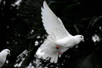 Мир или неприятности: к чему снится голубь