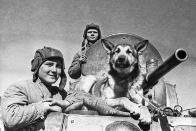 Подвиг собак в годы Великой Отечественной войны
